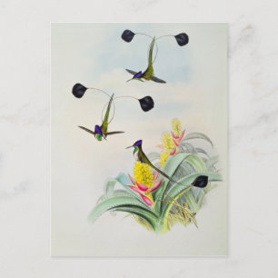 Postal Hummingbird, grabado por Walter y Cohn
