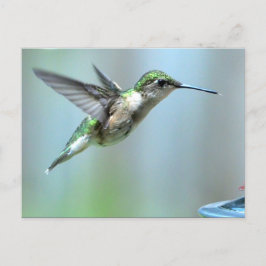 Postal Hummingbird Green Flight Photo Willife