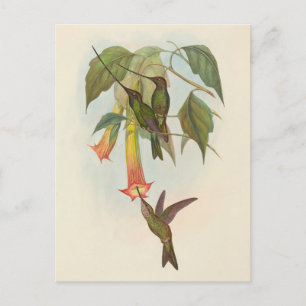 Postal Hummingbird John Gould Postcard