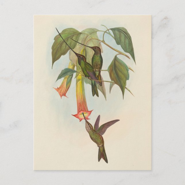 Postal Hummingbird | John Gould Postcard (Anverso)