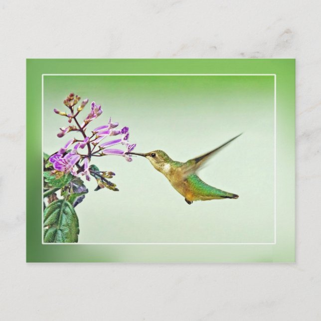 Postal Hummingbird Lunch (Anverso)