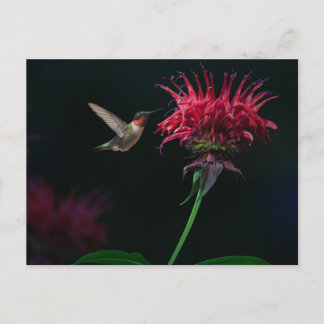 Postal Hummingbird machacado en Bee Balm