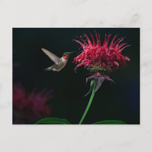 Postal Hummingbird machacado en Bee Balm (Anverso)