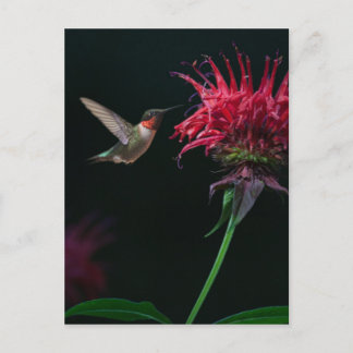 Postal Hummingbird machacado en Bee Balm