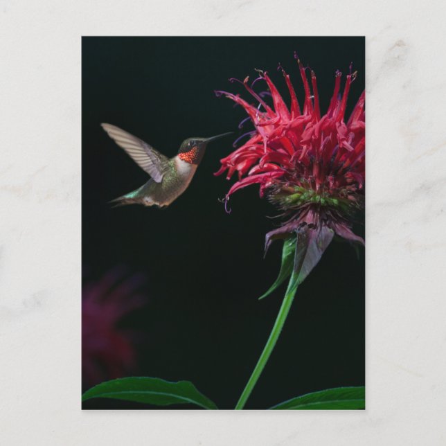 Postal Hummingbird machacado en Bee Balm (Anverso)