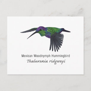 Postal Hummingbird mexicano con nombre