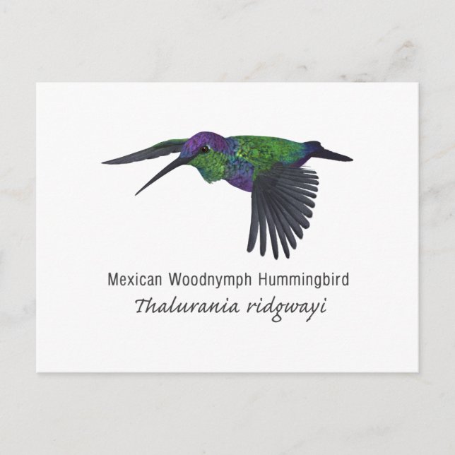 Postal Hummingbird mexicano con nombre (Anverso)