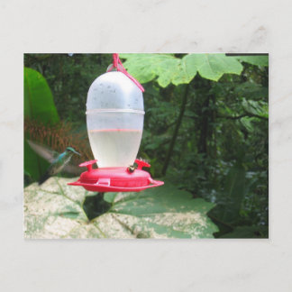 Postal Hummingbird - Monteverde, Costa Rica