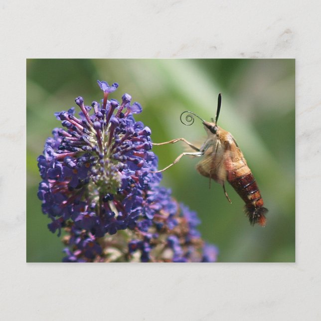 Postal Hummingbird Moth (Anverso)