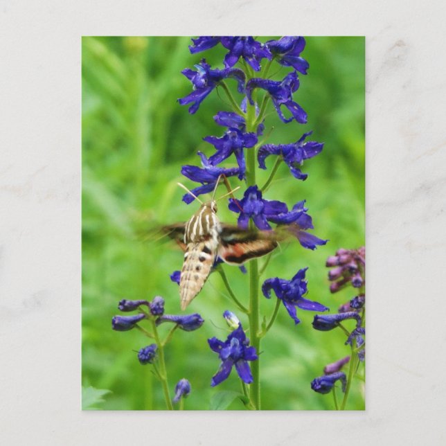 Postal Hummingbird moth (Anverso)