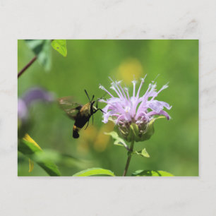 Postal Hummingbird Moth
