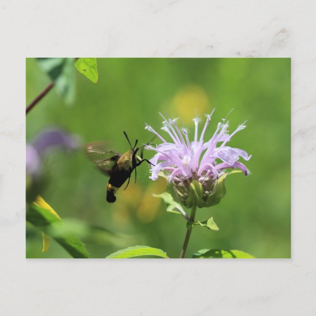 Postal Hummingbird Moth (Anverso)