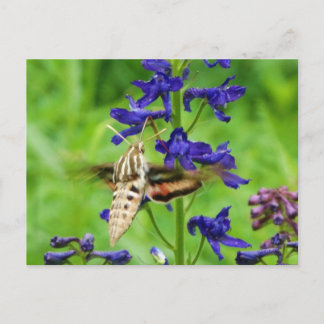 Postal Hummingbird moth