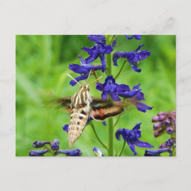 Postal Hummingbird moth (Anverso)