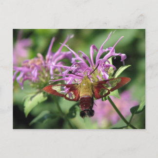 Postal Hummingbird Moth Postcard