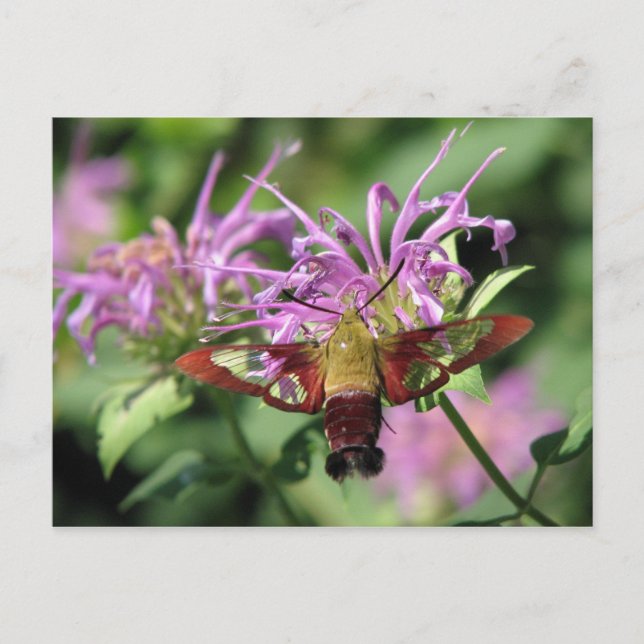 Postal Hummingbird Moth Postcard (Anverso)