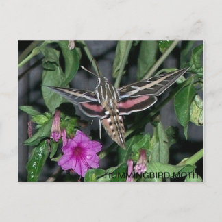 POSTAL HUMMINGBIRD MOTH POSTCARD