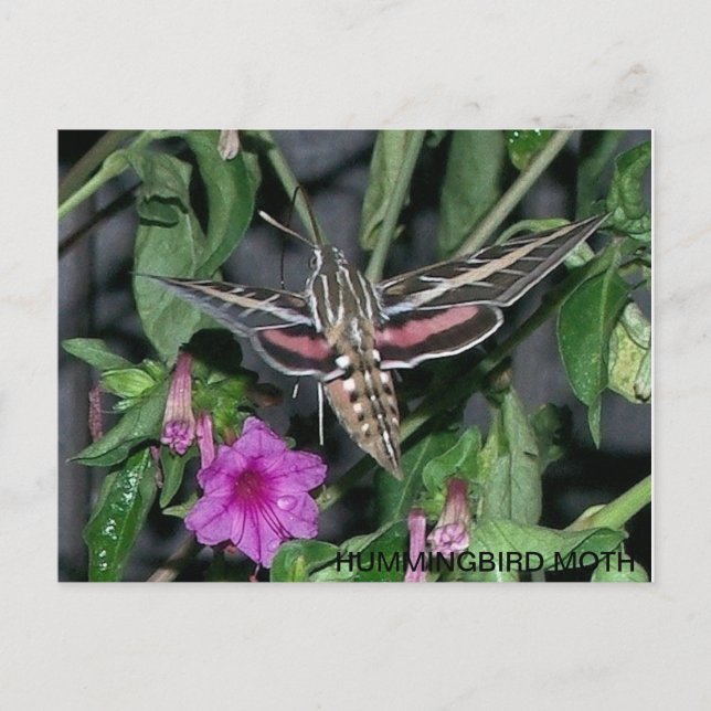 POSTAL HUMMINGBIRD MOTH POSTCARD (Anverso)