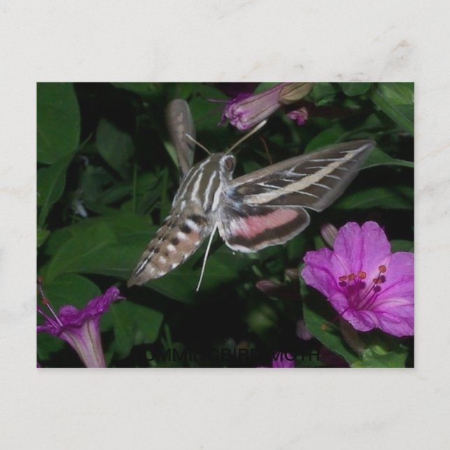 POSTAL HUMMINGBIRD MOTH POSTCARD 2 (Anverso)