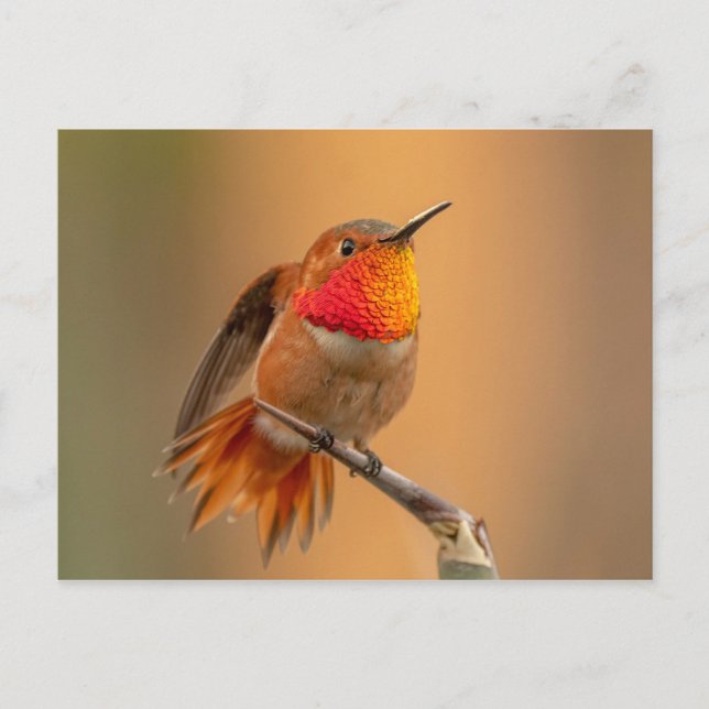 Postal Hummingbird rufoso con plumas humedecidas (Anverso)