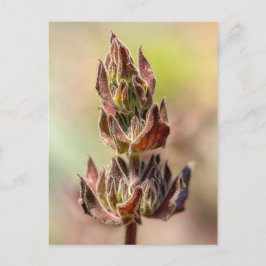 Postal Hummingbird Sage