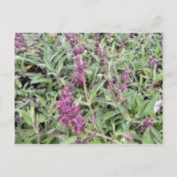Hummingbird Sage