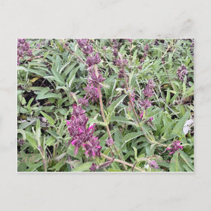 Postal Hummingbird Sage