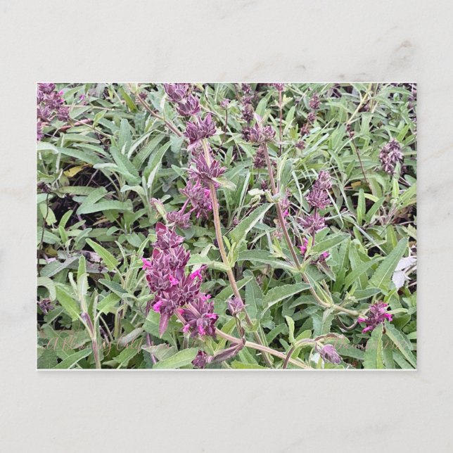 Postal Hummingbird Sage (Anverso)