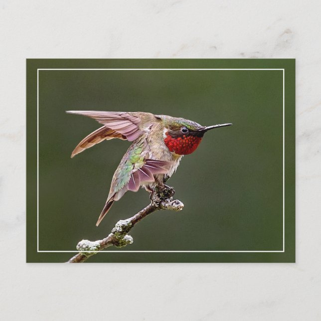 Postal Hummingbird Stretches (Anverso)