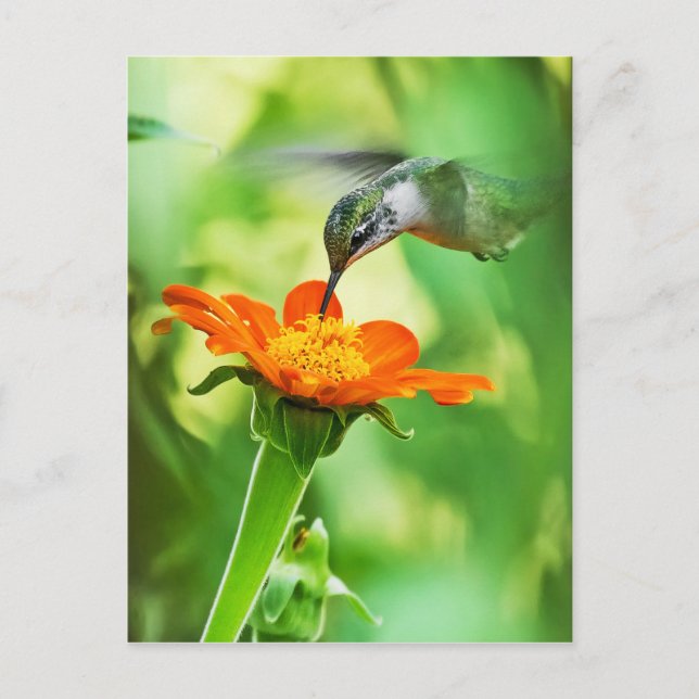 Postal Hummingbird Toma Un Sip (Anverso)