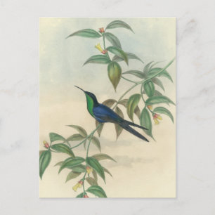 Postal Hummingbird verde y azul