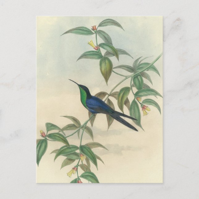Postal Hummingbird verde y azul (Anverso)