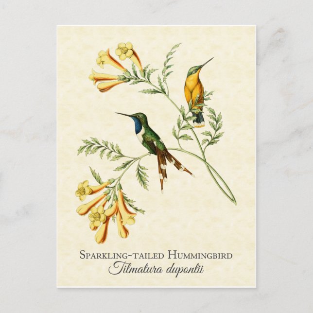 Postal Hummingbird Vintage (Anverso)