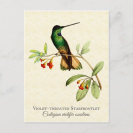 Postal Hummingbird Vintage