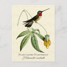 Postal Hummingbird Vintage