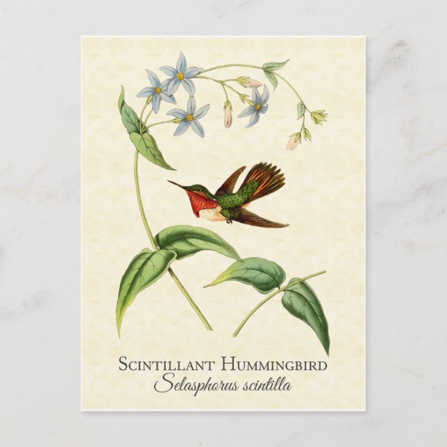 Postal Hummingbird Vintage Art (Anverso)