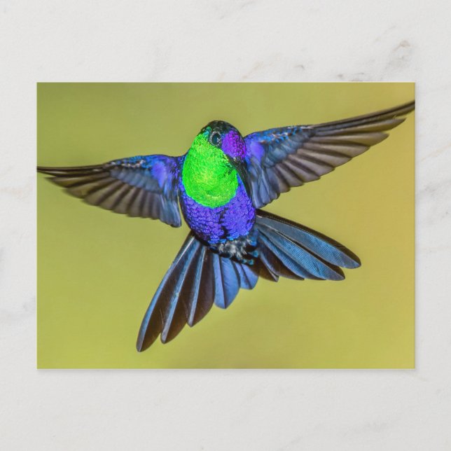 Postal Hummingbird Woodnymph en Flight Pose (Anverso)