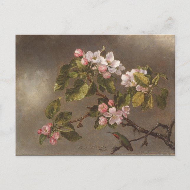 Postal Hummingbird Y Apple Blossoms (Anverso)