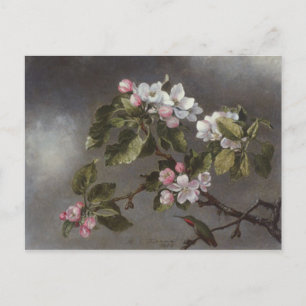 Postal Hummingbird y Apple Blossoms Martin J. Cabecera
