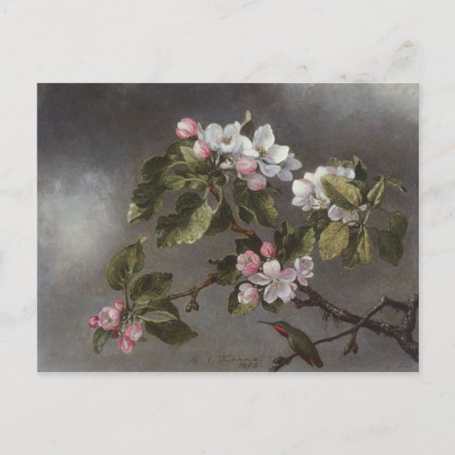 Postal Hummingbird y Apple Blossoms Martin J. Heade (Anverso)