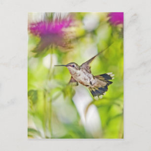 Postal Hummingbird y Bee Balm