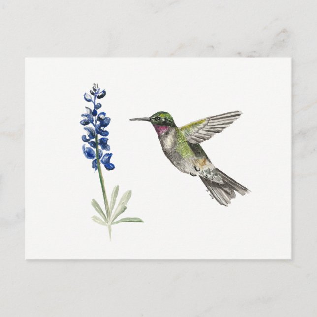 Postal Hummingbird y Bluebonnet (Anverso)