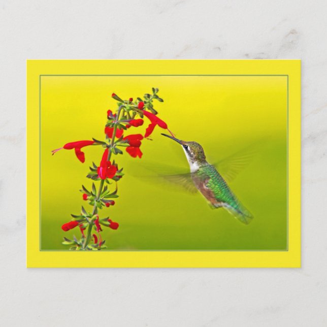 Postal Hummingbird y Salvia (Anverso)