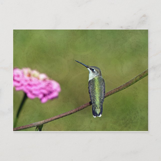Postal Hummingbird y Zinnia (Anverso)