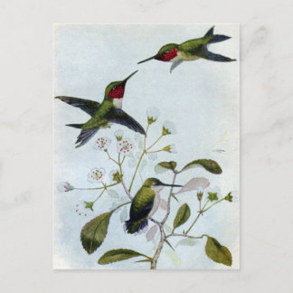 Postal Hummingbirds
