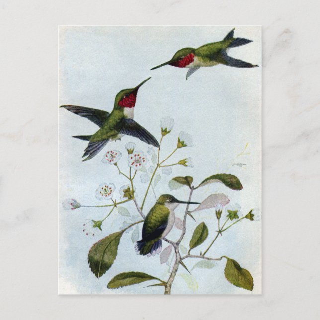 Postal Hummingbirds (Anverso)