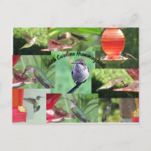 Hummingbirds de Carolina del Sur