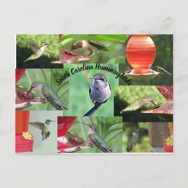 Postal Hummingbirds de Carolina del Sur (Anverso)