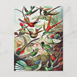 Postal Hummingbirds, ilustracion vintage