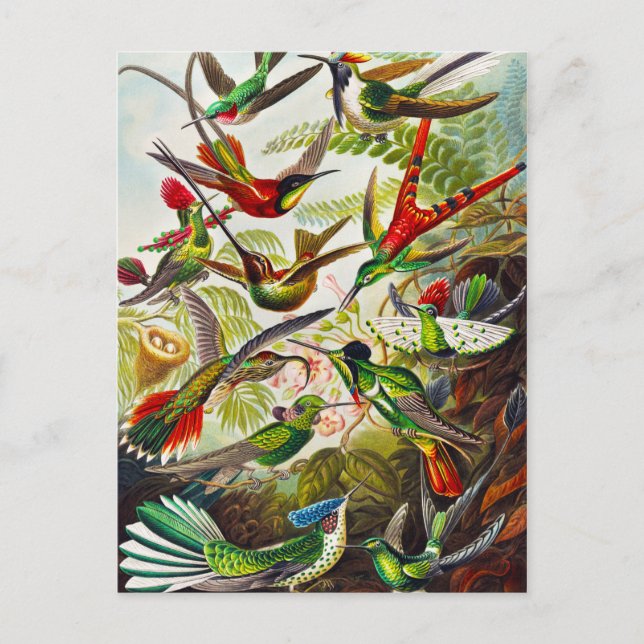 Postal Hummingbirds por Ernst Haeckel (Anverso)